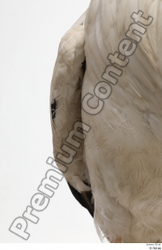 Chest Bird Animal photo references